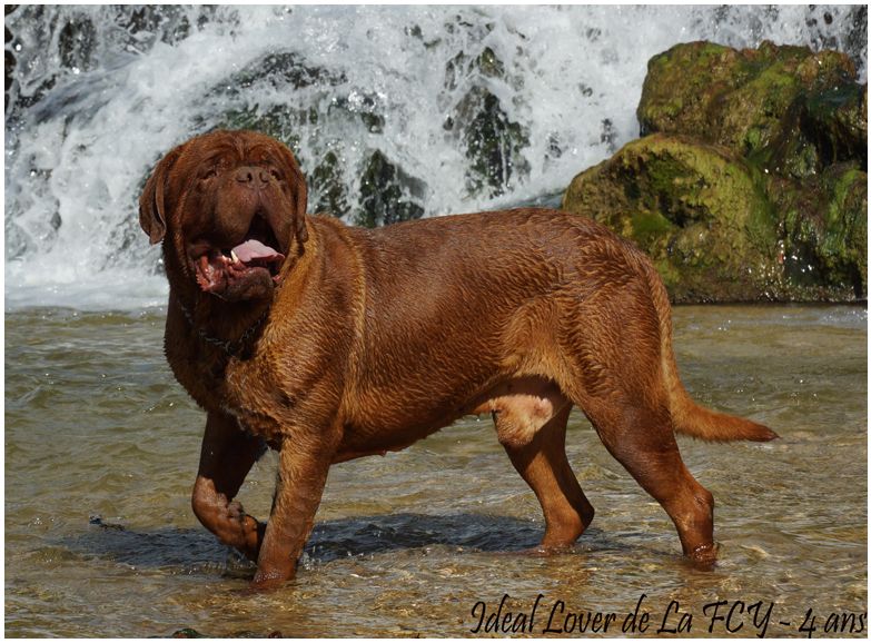 Ideal lover de la fée caline d'ybla